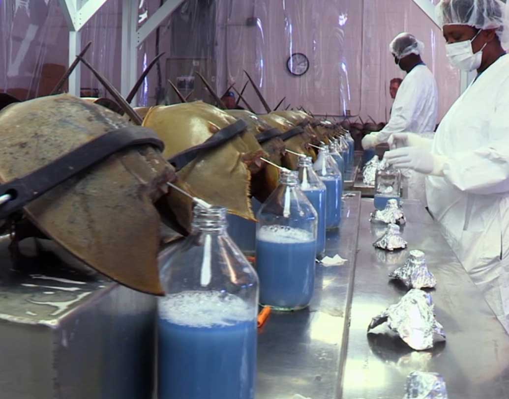 বিজ্ঞানীদের দাবি, বছরের পর বছর ধরে একই ভাবে থাকার রহস্য হল এর নীল রক্ত। এর রক্ত যে কোনও ক্ষতিকর ব্যকটিরিয়ার চারদিকে একটা প্রাচীর তৈরি করে। ফলে ব্যাকটিরিয়া ছড়িয়ে পড়তে পারে না। এর রক্ত দিয়ে ওষুধ ও প্রতিষেধক তৈরি করে। এই কাঁকড়া মেক্সিকোতে পাওয়া যায়। এক লিটার রক্তের দাম ২০ লক্ষ টাকা।