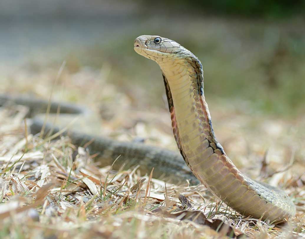 কিং কোবরার বিষ: বিশ্বের সবচেয়ে বিষধর সাপের মধ্যে একটি কিং কোবরা। এর এক কামড়ে যতটা বিষ বার হয়, সেই পরিমাণ বিষে ২০ জন মানুষের মৃত্যু হতে পারে।