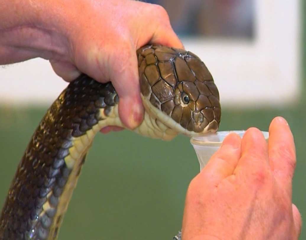 এই সাপের বিষ খুব মূল্যবান। কারণ এতে ওহোনিন নামে এক প্রকার প্রোটিন থাকে। যা পেন কিলার হিসেবে ব্যবহার করা হয়। সাধারণ পেন কিলারের থেকে ২০ গুণ ভাল কাজ করে এটি। এর এক লিটারের দাম ৪০ লক্ষ টাকা। তালিকার দুই নম্বরে রয়েছে এই বিষ।