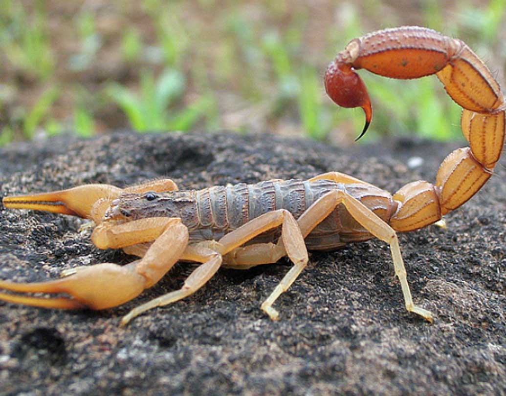 কাঁকড়াবিছের বিষ: তালিকার এক নম্বরে রয়েছে কাঁকড়াবিছের বিষ। মূলত আত্মরক্ষার্থেই বিষ প্রয়োগ করে কাঁকড়াবিছে। বিশ্বে ২৫ প্রজাতির কাঁকড়াবিছে পাওয়া যায়। যাদের বিষ মানব শরীরে সরাসরি প্রবেশ করলে মৃত্যু পর্যন্ত হতে পারে।