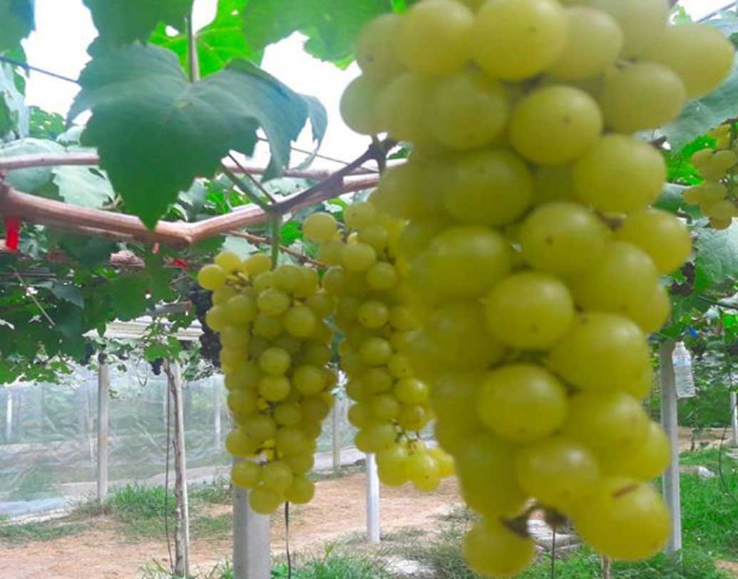 জ্যোৎস্নার বাবার ছিল আঙুরের চাষ। জ্যোৎস্নার বয়স যখন ৬, তাঁর বাবার একটা বড় দুর্ঘটনা ঘটে। পা অকেজো হওয়ায় চলাফেরা করতে পারতেন না। খুব সাধারণ পরিবার। চিকিৎসার খরচ চালানোর জন্য মা আঙুর চাষের হাল ধরলেন। মায়ের হাত ধরে সেই প্রথম আঙুর চাষের সঙ্গে জ্যোৎস্নার পরিচয়।