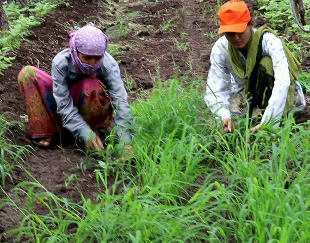 মায়ের হাত ধরে রোজ দু’বেলা জমিতে যেতে শুরু করেন জ্যোৎস্না। স্কুলের বাইরে এই চাষের জমিই যেন তাঁর আস্তানা হয়ে উঠেছিল। স্কুলে যাওয়ার আগে, স্কুল থেকে ফিরে চাষের কাজ করার ফাঁকে জমিতে বসেই পড়াশোনা চালাতেন তিনি।