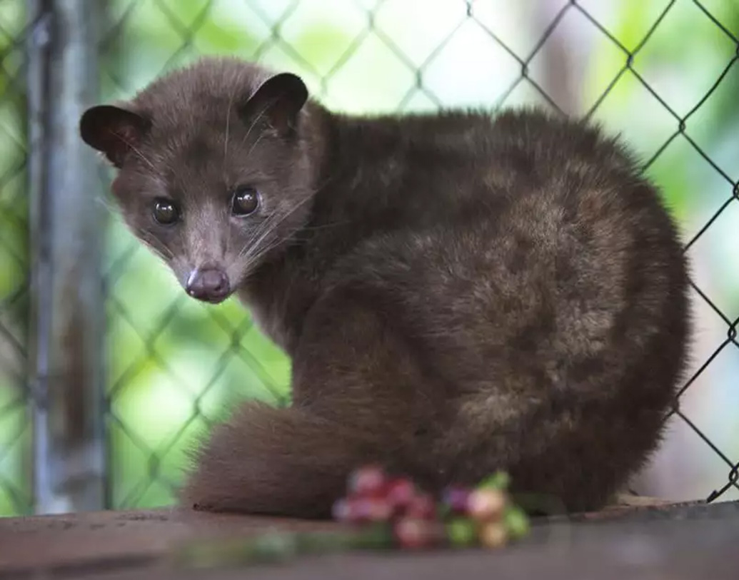 ২০০৭ সালে আমেরিকার এক টিভি সঞ্চালক জোস গেটসও রহস্যময় পায়ের ছাপের কথা বলেন। কিন্তু মেলেনি প্রমাণ। ২০১০ চিনের অভিযাত্রীরা একটি প্রাণীকে পাকড়াও করেন। সেগুলিকে সিভেট বা ভামজাতীয় বিড়াল বলে শনাক্ত করা হয়।