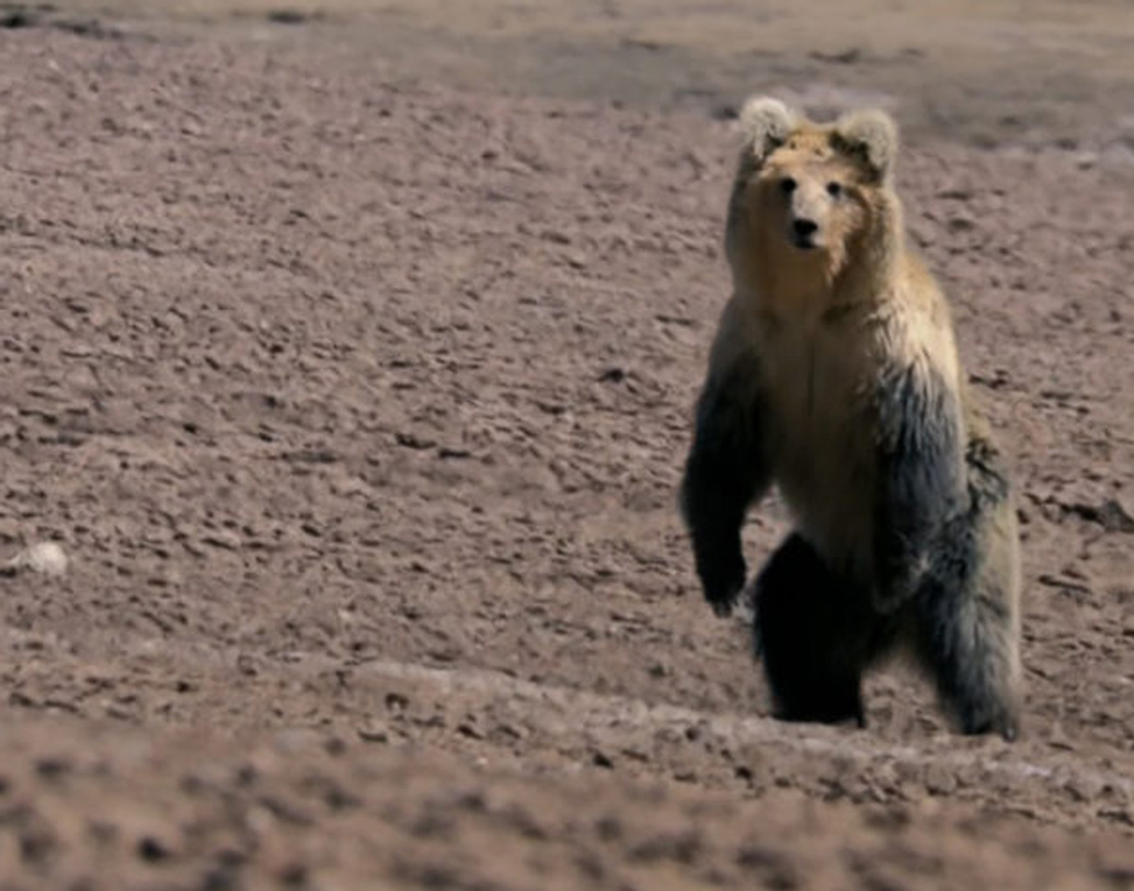২০১৩ সালে অক্সফোর্ডের বিজ্ঞানী ব্রায়ান সাইকস, ইয়েতির রোম হিসাবে দাবি করা একটি নমুনা থেকে ডিএনএ পরীক্ষা করেন। বেশিরভাগ পরীক্ষাই বলছে, এগুলি গরু, ঘোড়া ও ভাল্লুকের। এক দল গবেষক বলেন, ৪০ হাজার থেকে ১ লক্ষ ২০ হাজার বছর আগের প্লিস্টোসিন যুগের ভাল্লুকের ডিএনএ এটি।