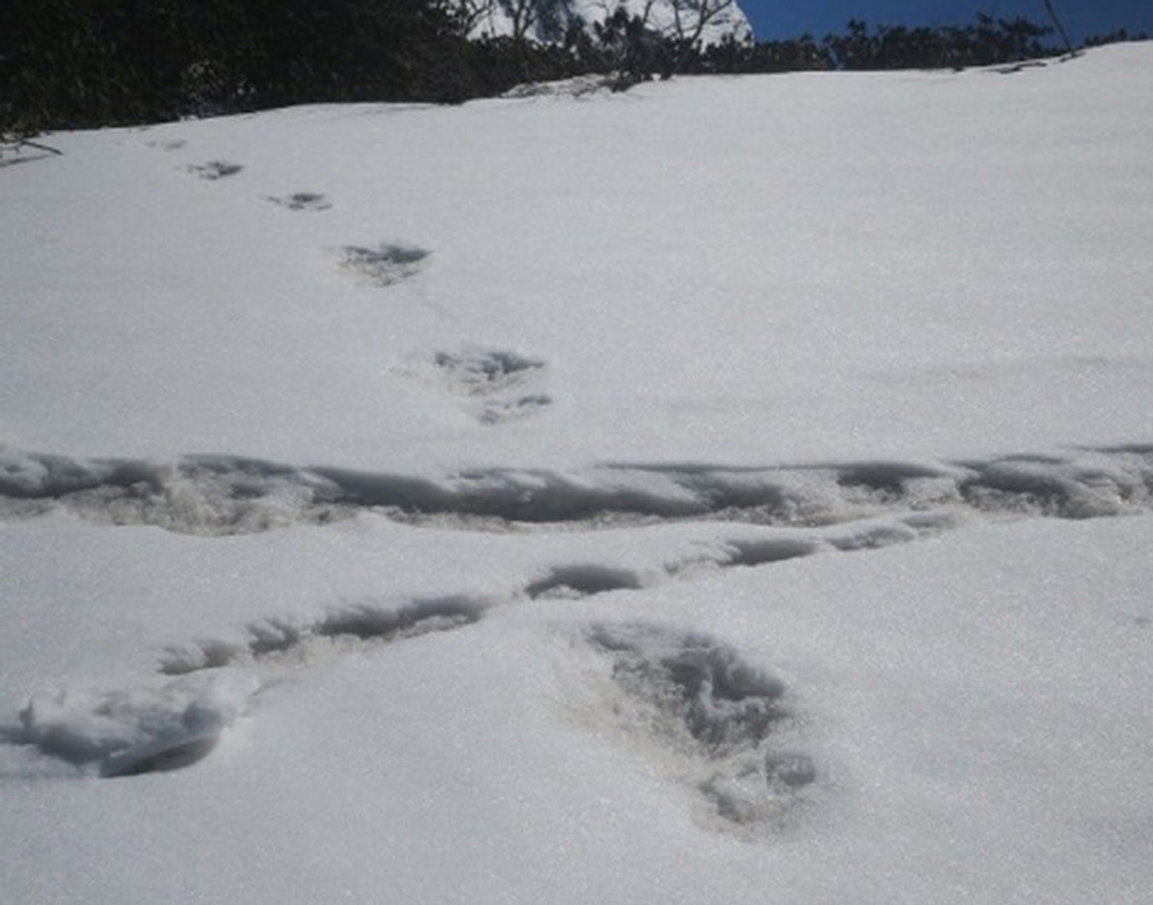 ইয়েতিকে দেখেছে এমনটা অনেকেই দাবি করেছেন, বরফে ঢাকা হিমালয়ের বুকে কি এবার সত্যিই ইয়েতির সন্ধান মিলল? ভারতীয় সেনার অভিযাত্রী দলের তরফে টুইট করা ছবি দেখে এমনটাই জল্পনা শুরু হয়েছে।