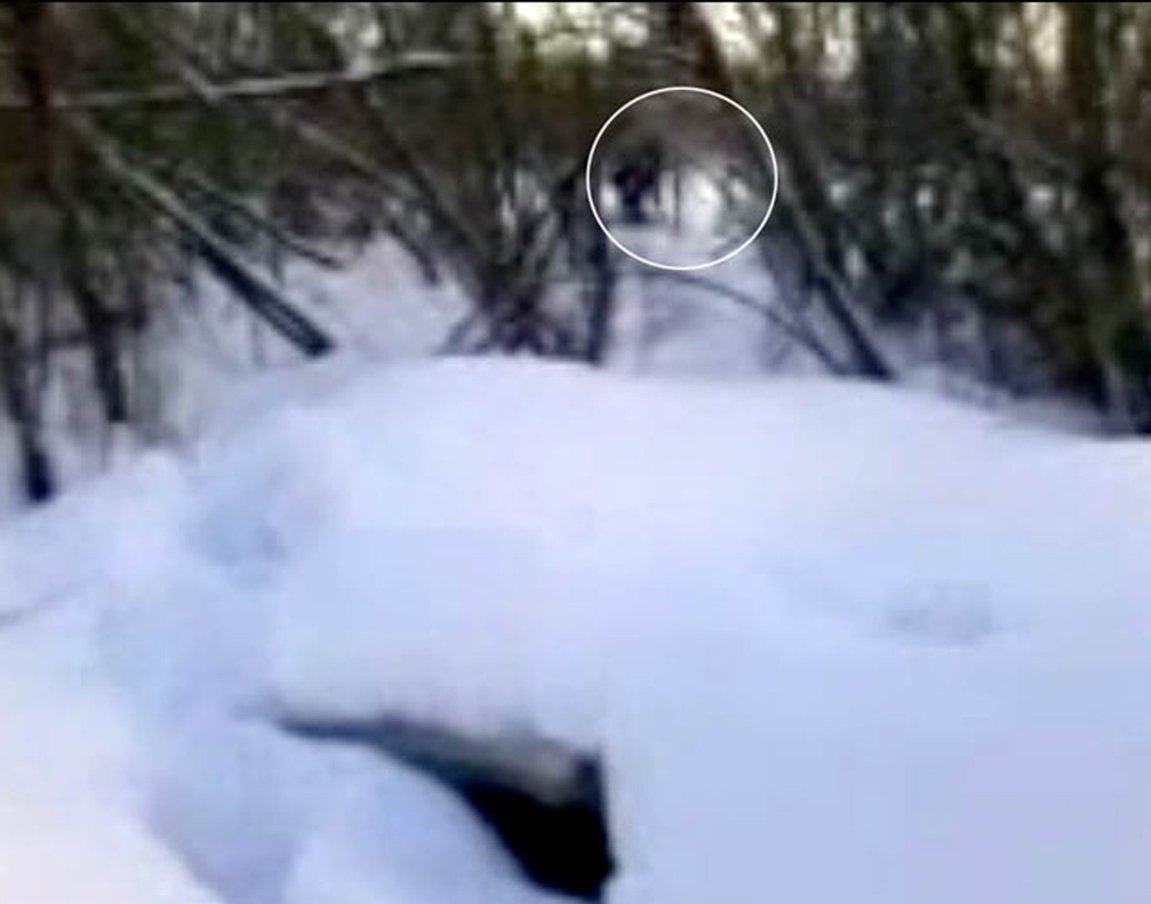 সাধারণত পায়ের ছাপের যে ছবি মিলেছে হিমালয়ে নানা সময়ে, তা দেখে অনুমান করা হয়েছে ইয়েতি সাদা রোমযুক্ত বিশাল প্রাণী, যার পেশিবহুল চেহারা।