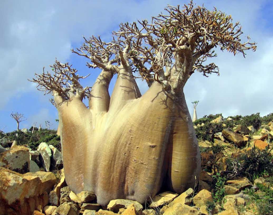 ইয়েমেনের মূল ভূখণ্ড থেকে ২২০ মাইল দূরে অবস্থিত সকোত্রা দীপপুঞ্জ। চারটি দ্বীপের সমষ্টি এই দ্বীপপুঞ্জ। যার মধ্যে সকোত্রাই সবচেয়ে বড় দ্বীপ। দৈর্ঘ্যে এই দ্বীপ ১৩২ কিলোমিটার এবং চওড়ায় ৪৯.৭ কিলোমিটার।