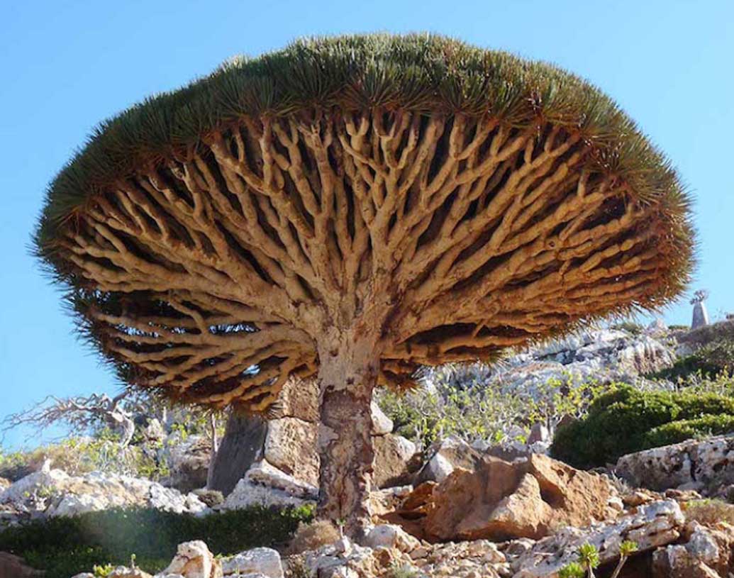 এমন সব অদ্ভুত এবং বিপন্ন গাছের উপস্থিতি পৃথিবীর অন্যান্য প্রান্ত থেকে একেবারে আলাদা করে রেখেছে এই দ্বীপকে। ২০০৮ সালে এই দ্বীপপুঞ্জ ইউনেসকো ওয়ার্ল্ড হেরিটেজ সাইট হিসেবে চিহ্নিত হয়।