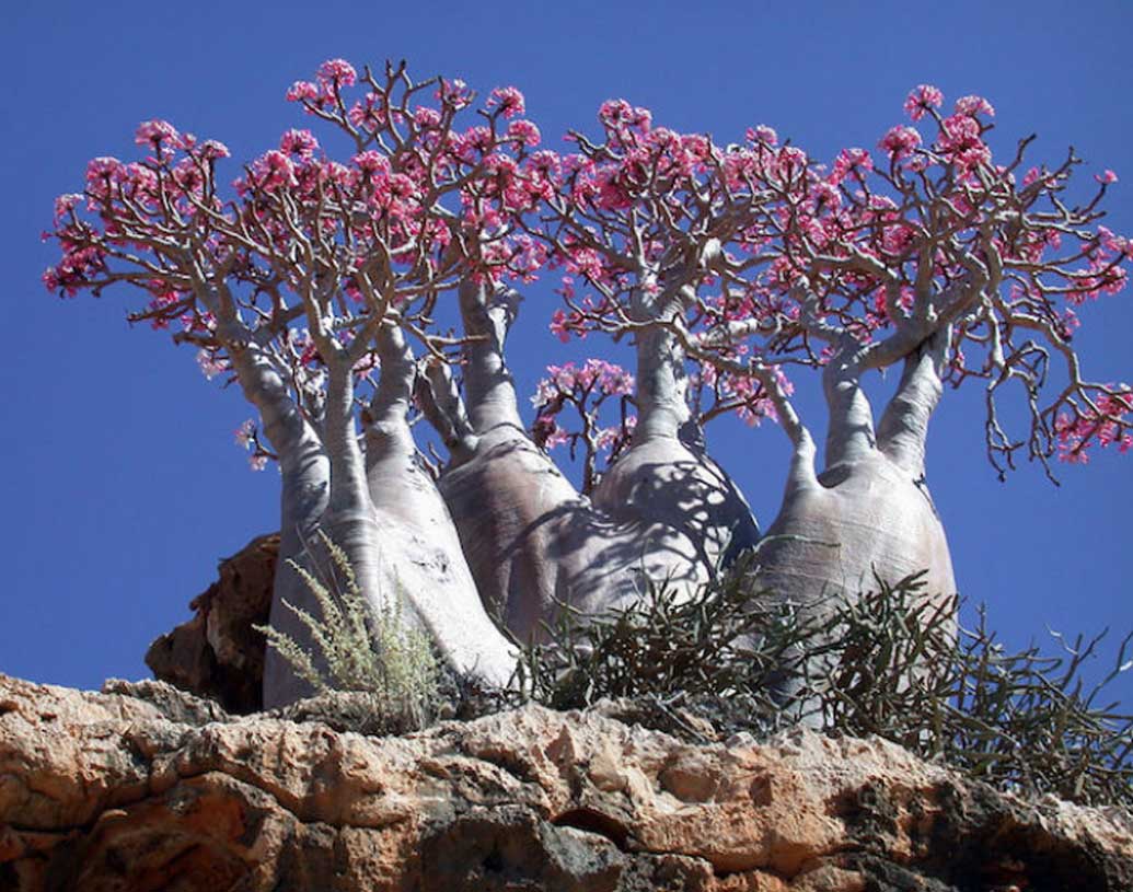 উদ্ভিদ বিশেষজ্ঞদের মতে, এই দ্বীপে যত গাছ রয়েছে, তার এক তৃতীয়াংশ এতটাই বিরল যে বিশ্বের অন্য জায়গায় সে সমস্ত গাছের দেখা পাওয়া যায় না।