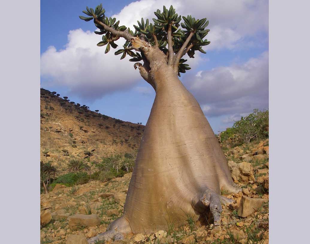 সে জন্যই এই দ্বীপকে ‘অন্য গ্রহের মতো দেখতে অঞ্চল’ বলা হয়। সবচেয়ে অদ্ভুত গাছ হল ড্রাগন। দেখতে ঠিক যেন ছাতা।