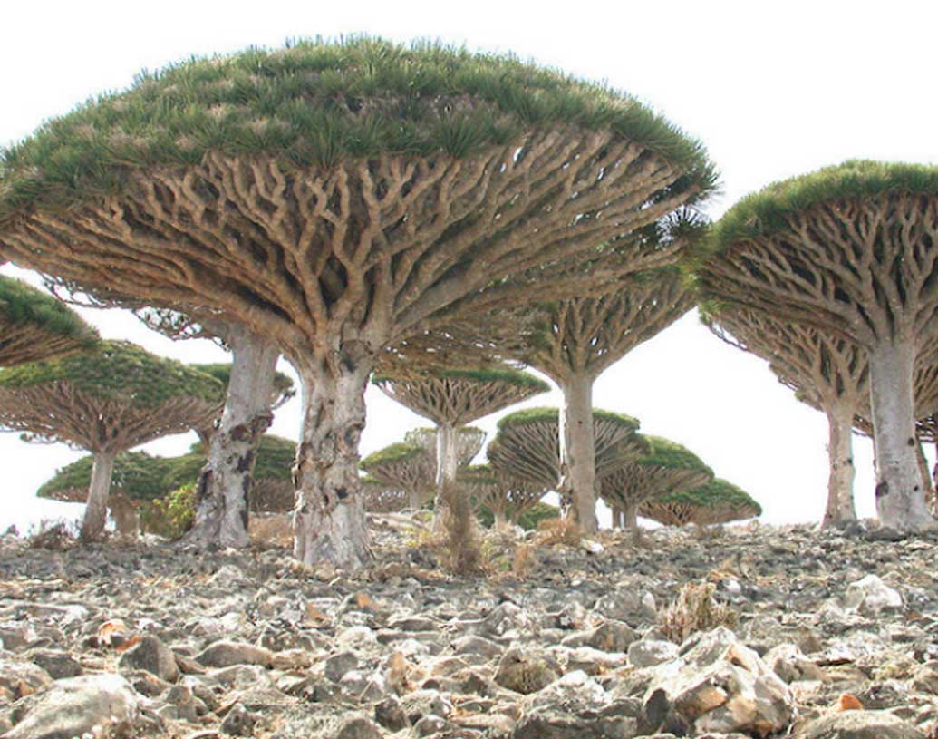 একই রকম ভাবে এই দ্বীপে এমন কিছু পাখি দেখা যায়, সেগুলো একমাত্র এই দ্বীপেই পাওয়া যায়। অর্থাৎ ফ্লোরা এবং ফনা দু’ক্ষেত্রেই বৈচিত্র্যের সমাহার এই দ্বীপে।