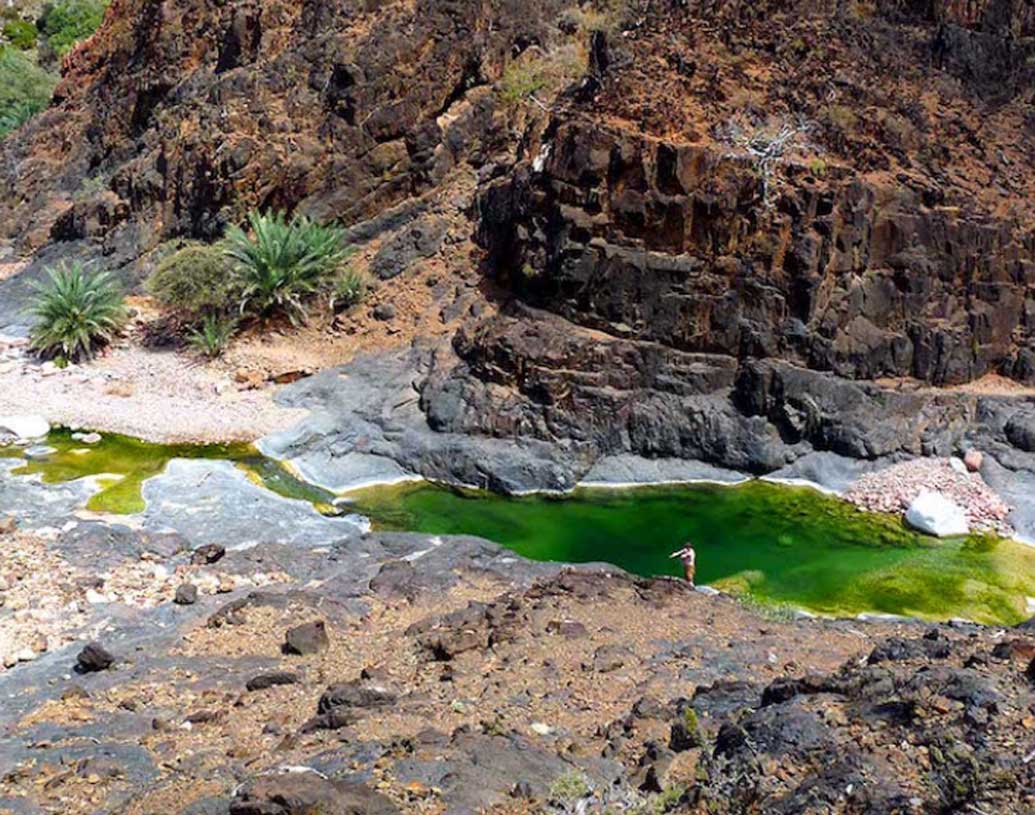 বিজ্ঞানীদের ধারণা, অত্যধিক জলের অভাব এবং প্রখর তাপমাত্রার কারণেই গাছগুলোর এমন অদ্ভুত দেখতে হয়েছে।