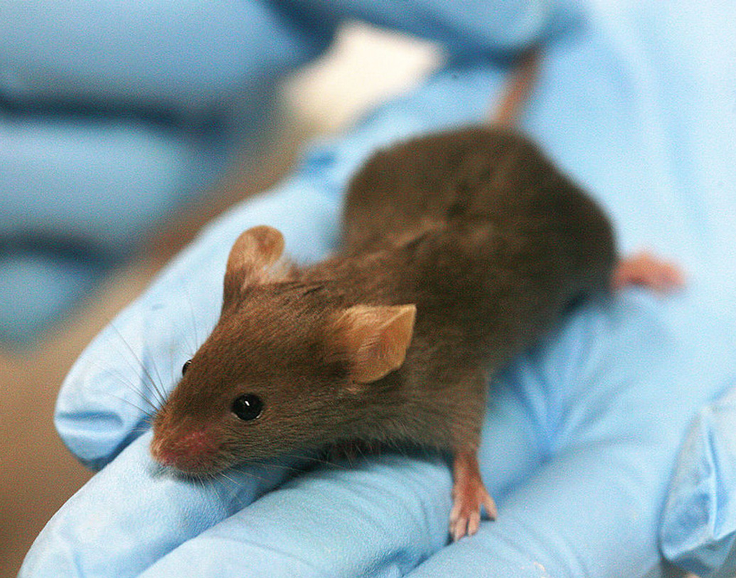 বিজ্ঞানীরা প্রাথমিক পর্যায়ের গবেষণার ফলাফল জানতে শূয়োর এবং ইঁদুরের উপর এই গয়নার প্রভাব পরীক্ষা করেছেন। এতে সাফল্য মিলেছে।