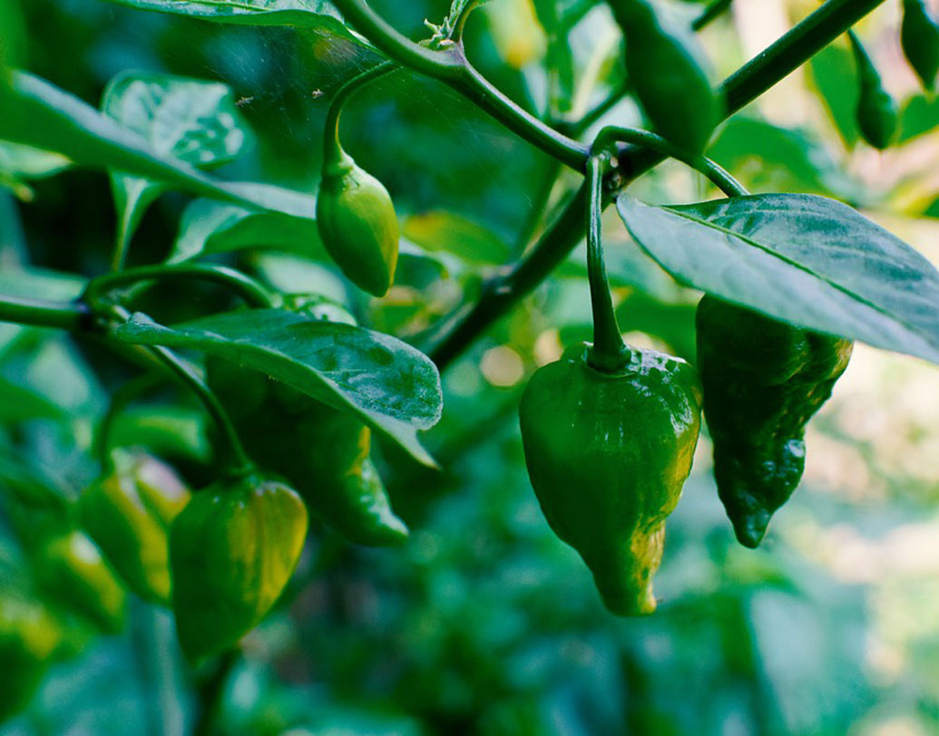 প্রস্টেট ক্যানসারে ঝুঁকি কমাতে কাঁচালঙ্কা কার্যকরী। এছাড়াও স্নায়ুরোগ নিরাময়েও কাজে লাগে কাঁচালঙ্কা। তাই দীর্ঘমেয়াদী স্নায়বিক অসুখের পথ্য হিসাবে কাজে আসে কাঁচালঙ্কা।