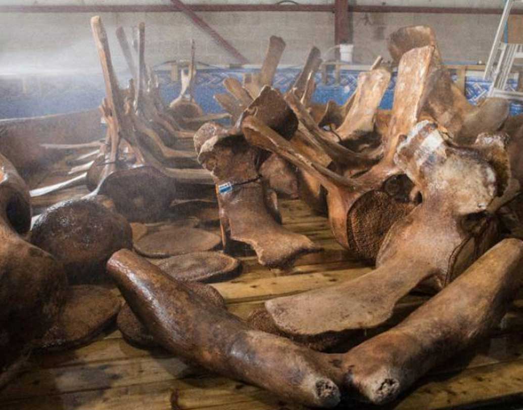 কয়েক বছর আগে ইতালির ওই লেকের ধারে চাষাবাদের জন্য মাটি খোঁড়ার সময় প্রথমে একটি বড় একটি মেরুদণ্ডের হাড় চোখে পড়ে এক কৃষকের। তারপর ইতালির বিজ্ঞানী জিওভানি বিয়ানুসি তাঁর দলের সদস্যদের নিয়ে ওই জায়গায় হাজির হন।