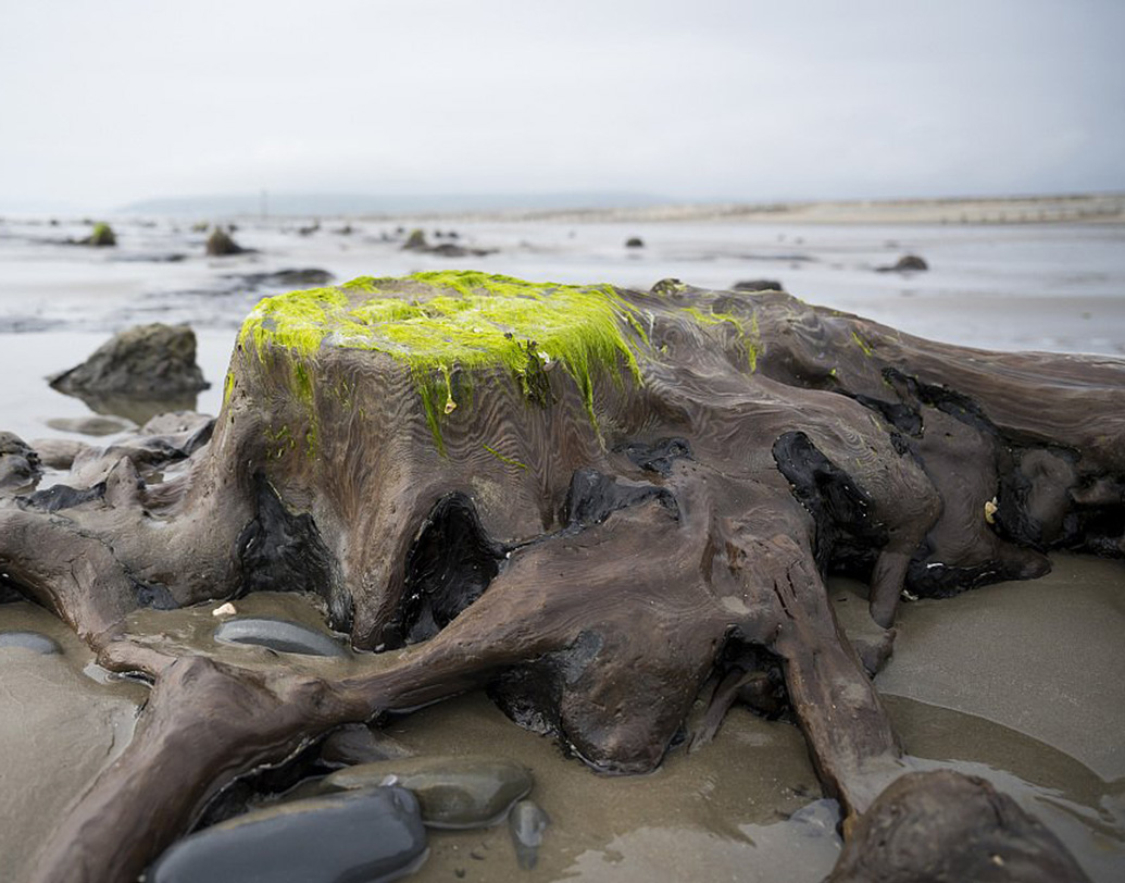 বিভিন্ন সংবাদমাধ্যম এবং সোশ্যাল মিডিয়া সূত্রে ইতিমধ্যেই ওই জঙ্গলের ছবি ছড়িয়ে পড়েছে। তাতে শিকড়-বাকড় সমেত বহু গাছের অবশিষ্ট অংশকে মাথা তুলে দাঁড়িয়ে থাকতে দেখা গিয়েছে। কোনও কোনও গাছের উপর আবার ঘাসের আস্তরণও চোখে পড়েছে।