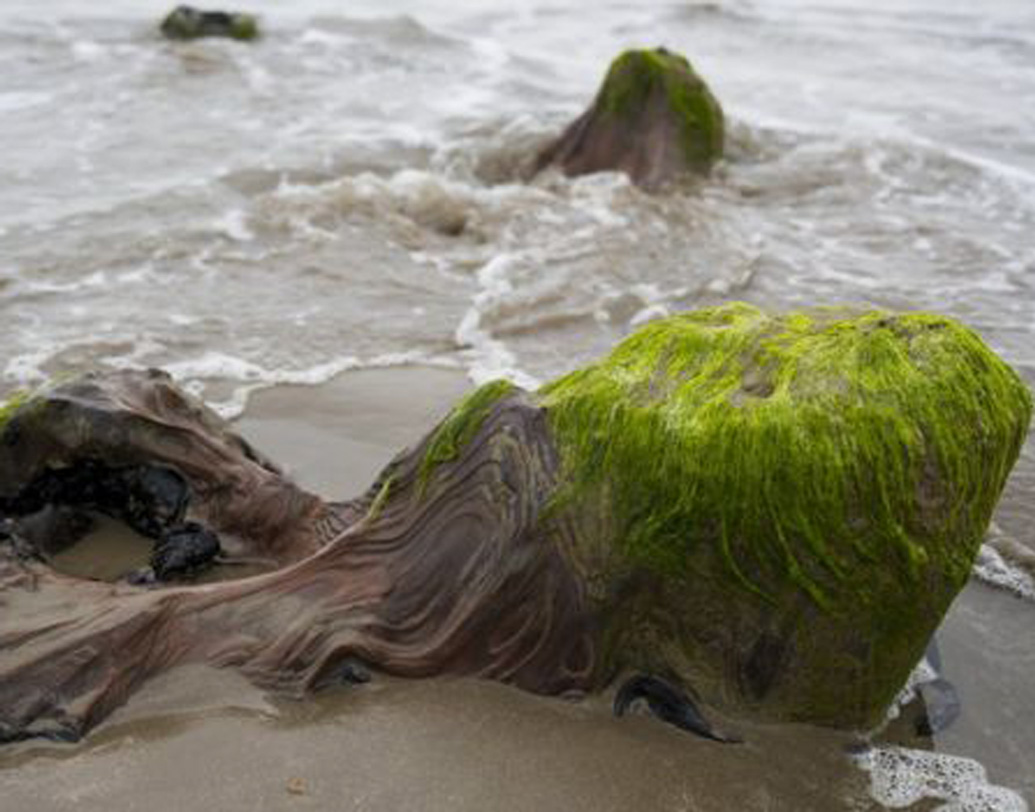 ডুবে যাওয়া ওই জঙ্গলে পাইন, ওক, বার্চ-এর মতো গাছ ছিল বলে ধারণা। সমুদ্রের জলস্তর বৃদ্ধি পেলে সেগুলি নোনা জলের নীচে তলিয়ে যায় বলে জানিয়েছে ব্রিটেনের মেট্রো সংবাদপত্র। কিন্তু ঘাসের চাঙর এবং কাদামাটি জমা হয়ে গাছগুলি প্রকৃতিক ভাবেই সংরক্ষিত হয়ে যায়।