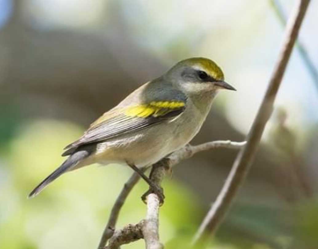 কিন্তু জানেন কি আবহাওয়া দফতরের উন্নত প্রযুক্তি জানান দেওয়ার অনেক আগে এমন অনেক ঘূর্ণিঝড়ের পূর্বাভাস পেয়ে যায় এই ছোট্ট পাখিগুলো!