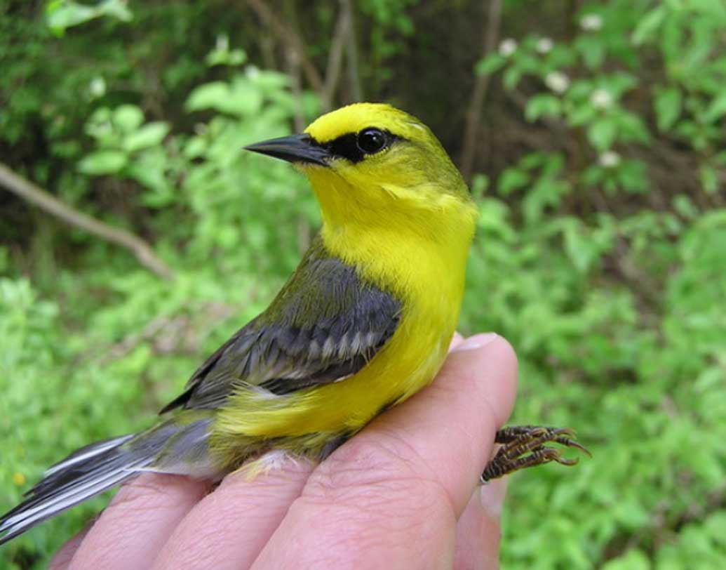 গোল্ডেন উইং ওয়ার্বলার। মাত্র ১১ থেকে ১২ সেন্টিমিটার দৈর্ঘ্য হয় এদের। ওজনে ৭ থেকে ১২ গ্রাম। মূলত মধ্য এবং দক্ষিণ আমেরিকাতেই এদের দেখা যায়। তবে ভারতেও ওয়ার্বলার রয়েছে। সেগুলো অবশ্য গ্রিন ওয়ার্বলার।