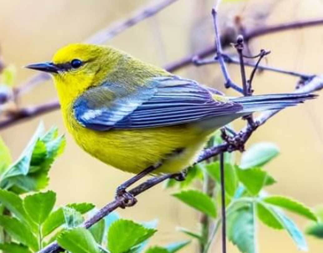 এই পাখিগুলো সারা শীত মধ্য এবং দক্ষিণ আমেরিকায় কাটায়। ডিম পাড়া এবং সন্তান প্রতিপালনের জন্য উত্তর-পূর্ব আমেরিকার আপ্পালাচিয়ানসের গ্রেট লেকে চলে যায়। ফের ফিরে আসে।