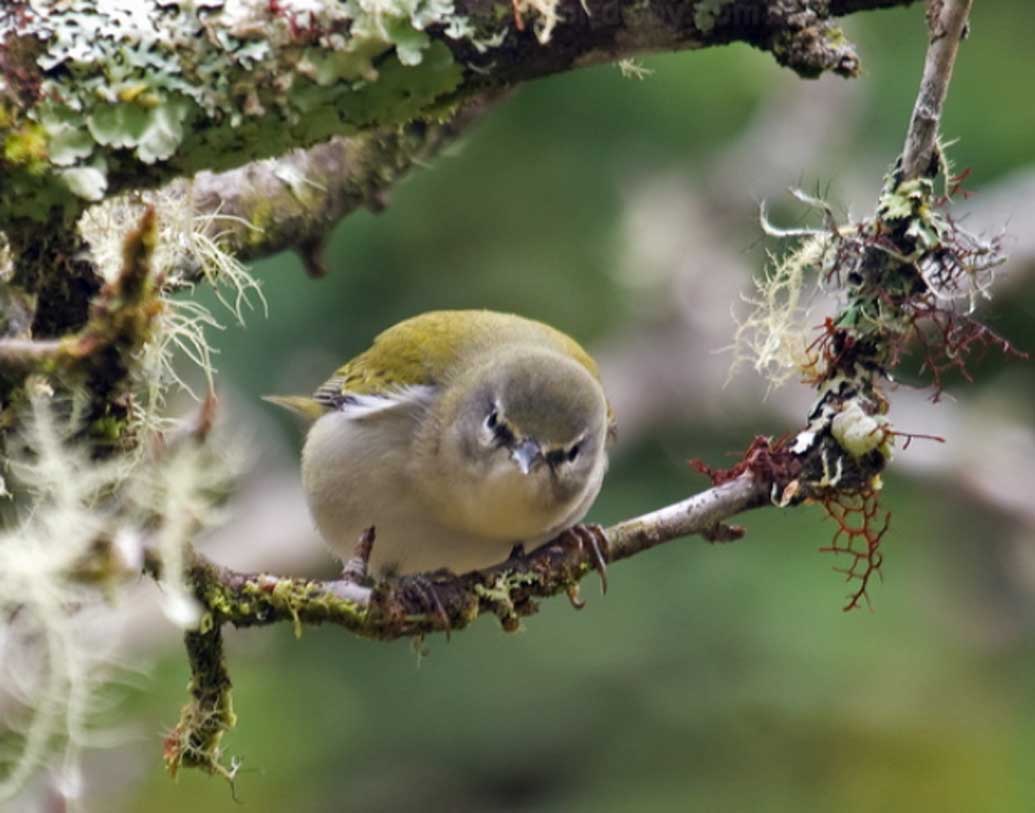 টেনেসিতে পৌঁছে অবাক হয়ে যান বিজ্ঞানীরা। ওই এলাকা সে সময় প্রচুর ওয়ার্বলারে ভরে যাওয়ার কথা ছিল। কিন্তু তার পরিবর্তে এলাকা ফাঁকা ছিল। কোনও এক অ়জ্ঞাত কারণে তারা এলাকা ছেড়ে ৯০০ মাইল দূরে চলে যায়।