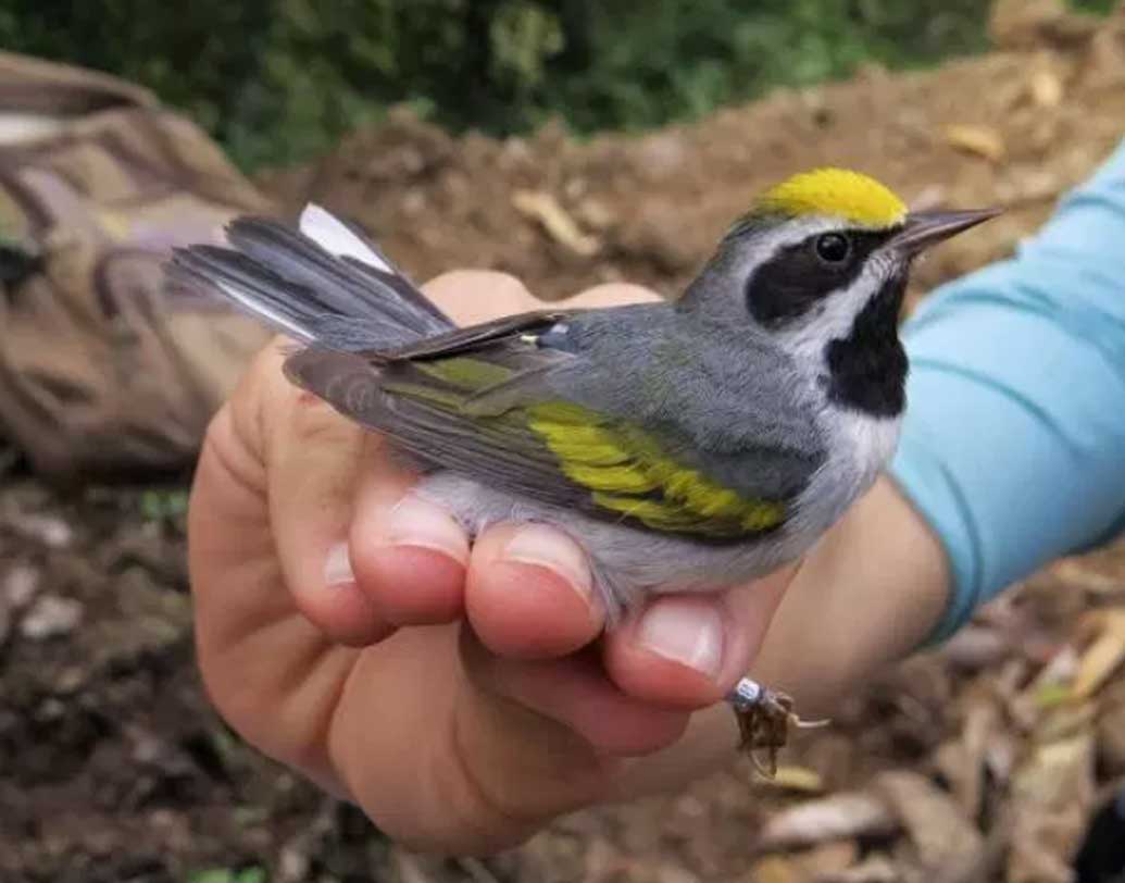 এই অদ্ভুত আচরণের কারণটা কিছু দিন পরেই আঁচ করতে পারেন বিজ্ঞানীরা। ওয়ার্বলাররা টেনেসি ছেড়ে চলে যাওয়ার পরই টর্নেডো আসে সেখানে। মারা যান ৩৫ জন মানুষ। টর্নেডোর প্রভাব কেটে যাওয়ার কয়েক দিন পরই আবার তারা ফিরে আসে। বিজ্ঞানীরা বুঝতে পারেন, টর্নেডোর জন্যই আগাম চলে গিয়েছিল পাখিগুলো।