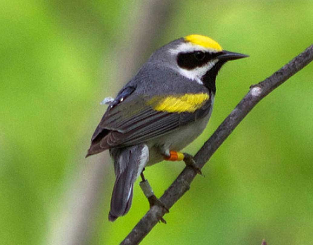 অনেক দূর থেকেই তাই ঝড়ের আঁচ করে নেয় তারা। তাই সহজেই টর্নেডো এড়াতে পেরেছিল ওই গোল্ডেল উইং ওয়ার্বলাররা। এই তথ্য অবশ্য শুধুমাত্র গোল্ডেন উইং ওয়ার্বলারের উপর প্রযোজ্য বলেই জানা গিয়েছে। এই ভাবেই ভারতের গ্রিন ওয়ার্বলাররাও ফণীর পূর্বাভাস পেয়ে গিয়েছিল কি না তা জানা যায়নি।