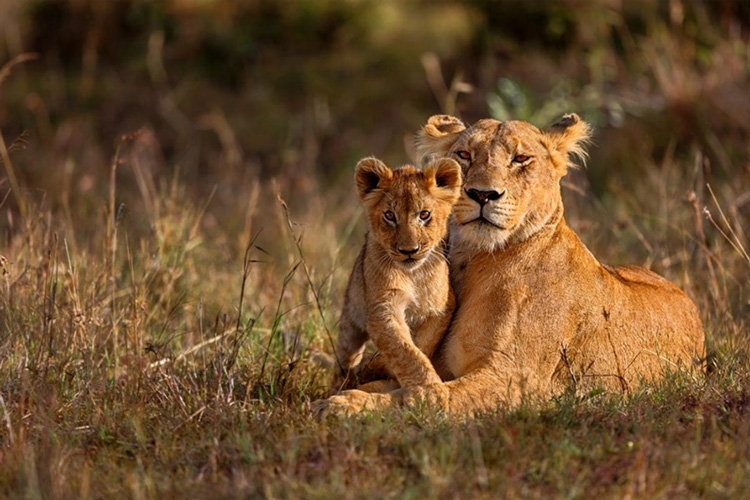 বর্তমানে শিলিগুড়ির সাফারি পার্কে ওই সিংহ আর সিংহীকে রাখা হলেও, তাদের দু’জনকেই গত ১৩ ফেব্রুয়ারি ত্রিপুরার বিশালগড়ের সিপাহিজলা জ়ুলজিক্যাল পার্ক থেকে নিয়ে আসা হয়।