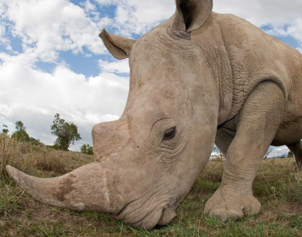 আফ্রিকায় শক্তির অন্যতম প্রতীক হল গন্ডার। ১৯৩৪ সালে প্রথম এই সোনার তৈরি গন্ডারের অস্তিত্বের কথা প্রকাশ্যে আসে।
