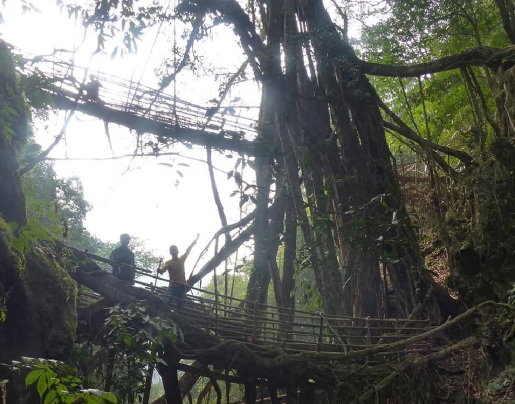 মর্নিংস্টার খোংগথো। পূর্ব খাসি পাহাড় জেলার পিনুরসলা তহসিলের রাঙ্গিথালিয়া গ্রামের বাসিন্দা, মর্নিংস্টার একজন লিভিং ব্রিজ অ্যাক্টিভিস্ট। গত পাঁচ বছর ধরে তিনি এই জীবন্ত সেতুগুলি সংরক্ষণ ও নয়া সেতু নির্মাণের কাজের সঙ্গে যুক্ত।