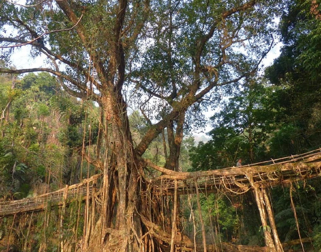 মেঘালয়ের পূর্ব খাসি হিলস এবং জয়ন্তিয়া হিলস জেলায় জঙ্গলগুলিতে প্রাকৃতিক নিয়মেই ফিকাস এলাস্টিকা গাছের শিকড় দিয়ে তৈরি হয় এই লিভিং রুট ব্রিজ। বাংলাদেশ সীমান্তের দক্ষিণী ঢালে বসবাসকারী খাসি সম্প্রদায়ের মানুষেরা এই সেতুগুলিকে তাঁদের নিয়মিত ব্যবহার, পণ্য পরিবহণের যোগ্য করে তুলেছেন।