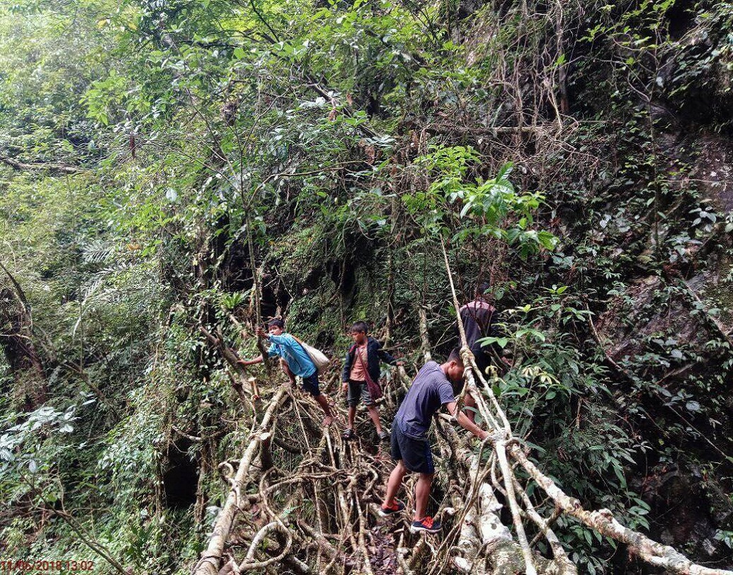 রুট ব্রিজগুলি কোনও নদী বা প্রবাহ সংলগ্ন এলাকার ওপর, বাঁশ বা অরকা বাদাম গাছের হোল্ডেড আউট ট্রাঙ্কগুলির একটি পরিকাঠামো তৈরি করতে স্থানীয়দের প্রশিক্ষণ দেন মর্নিংস্টার। তাঁর মধ্যে দিয়ে ফিকাস এলাস্টিকা গাছের শিকড়গুলি গিয়ে এই সেতু নির্মাণ করা হয়। প্রতি দুই বছর অন্তর আর্দ্র ও স্যাঁতসেতে আবহাওয়ার কারণে এই পরিকাঠামো পাল্টে ফেলা হয়।