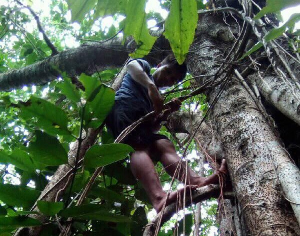 মর্নিংস্টারের মতে, “ঠিক মতো যত্ন নেওয়া গেলে (যা শিকরগুলিকে বাড়তে সাহায্য করবে) এই সেতুগুলি কমপক্ষে ৫০০ থেকে ৬০০ বছর স্থায়ী হবে।”