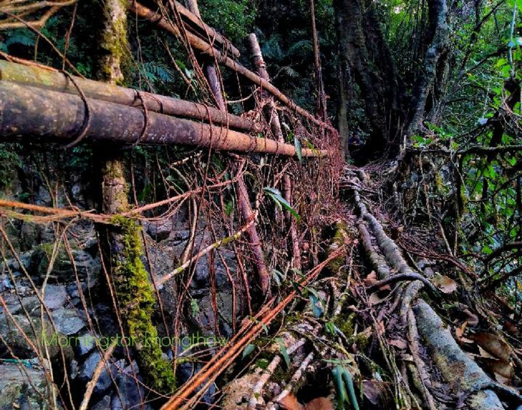 গত বছর বিশ্ব পরিবেশ দিবস এবং এই বছর পৃথিবী দিবসে এলবিএফ-এর সদস্যরা বাঁশ দিয়ে পরিকাঠামো গড়ে দু’টি সেতু নির্মাণ করেছেন। ২০ বছরে এই সেতু দু’টি পুরোপুরি তৈরি হয়ে যাবে বলে মনে করা হচ্ছে।