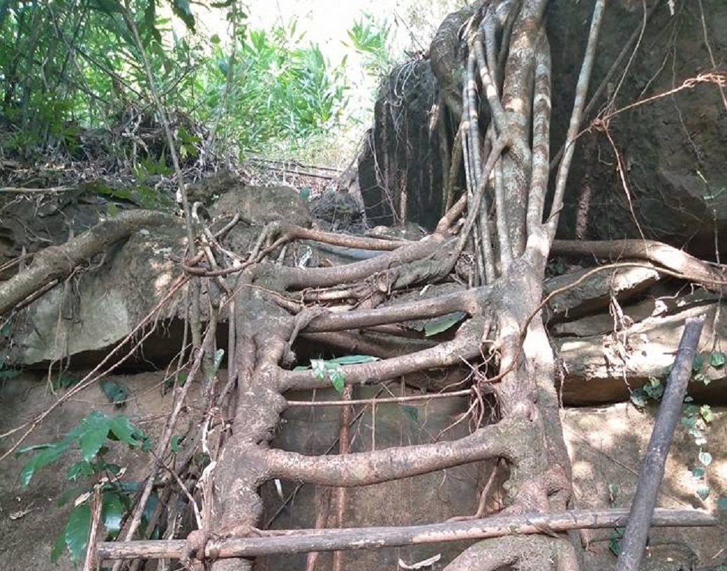 সেতু ছাড়াও, মর্নিংস্টার জঙ্গলের মধ্যে সিঁড়ি, বসার জায়গা, টানেল নির্মাণের জন্যও এই কৌশল নেওয়া শুরু করেছেন।