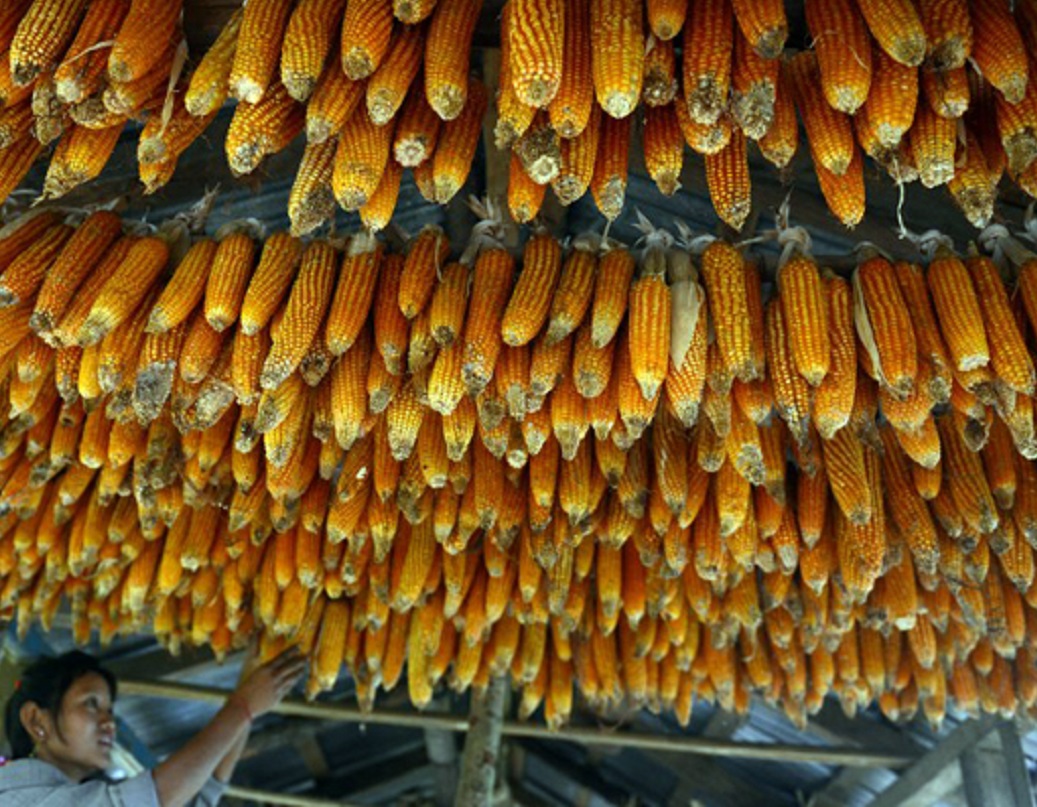 কী এই জৈব রাজ্য? চাষের জমিতে রাসায়নিক বা কীটনাশক ব্যবহার না করে সম্পূর্ণ জৈব পদ্ধতিতে ফসল ফলানোকেই অর্গানিক চাষ বলা হয়।