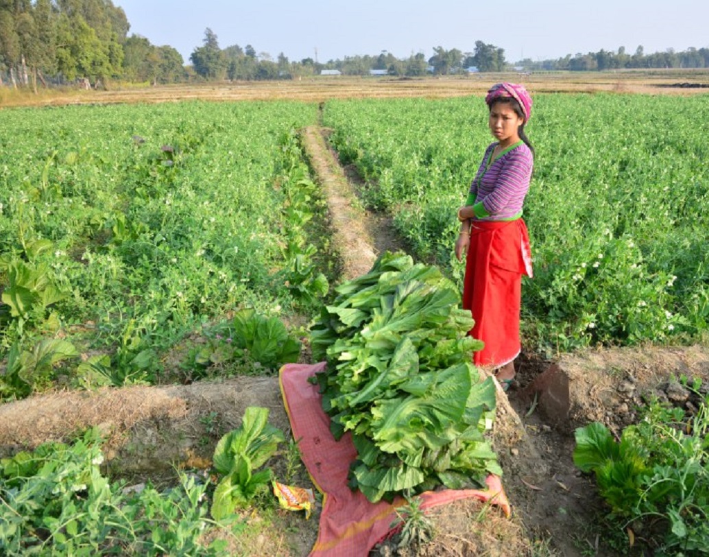 ২০০৪ সালে আইন করে সিকিম সরকার রাসায়নিক সার এবং কীটনাশকের উৎপাদন বন্ধ করে দেয়।