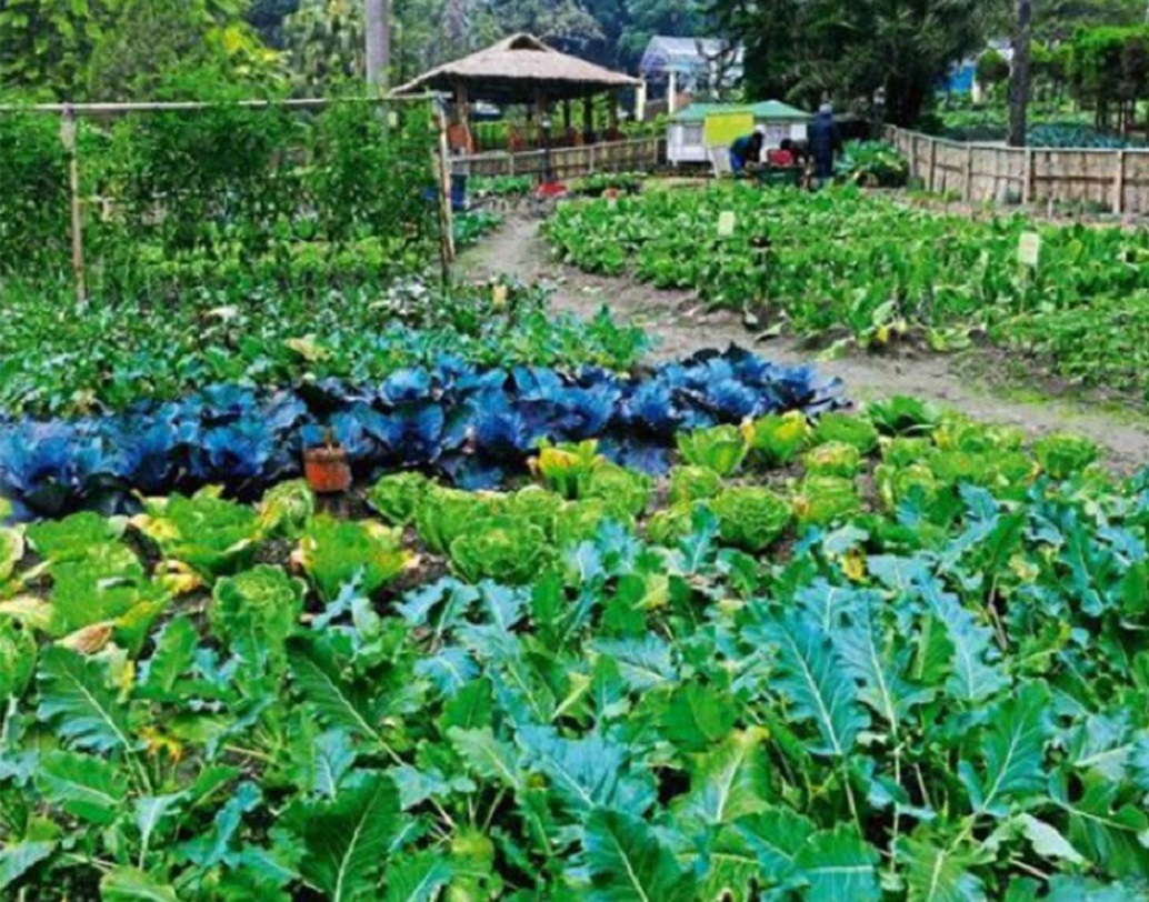 এই আইন পাশ হওয়ার পর প্রথম দুই-তিন বছর ফলন বেশ কিছুটা কমে গেলে সে সময় সিকিম সরকারের পক্ষ থেকে কৃষকদের ক্ষতিপূরণের ব্যবস্থা করা হয়। আর্থিক মন্দা সত্ত্বেও রাসায়নিক সার ব্যবহারের সঙ্গে কোনও রকম আপস করতে নারাজ ছিলেন চামলিং।