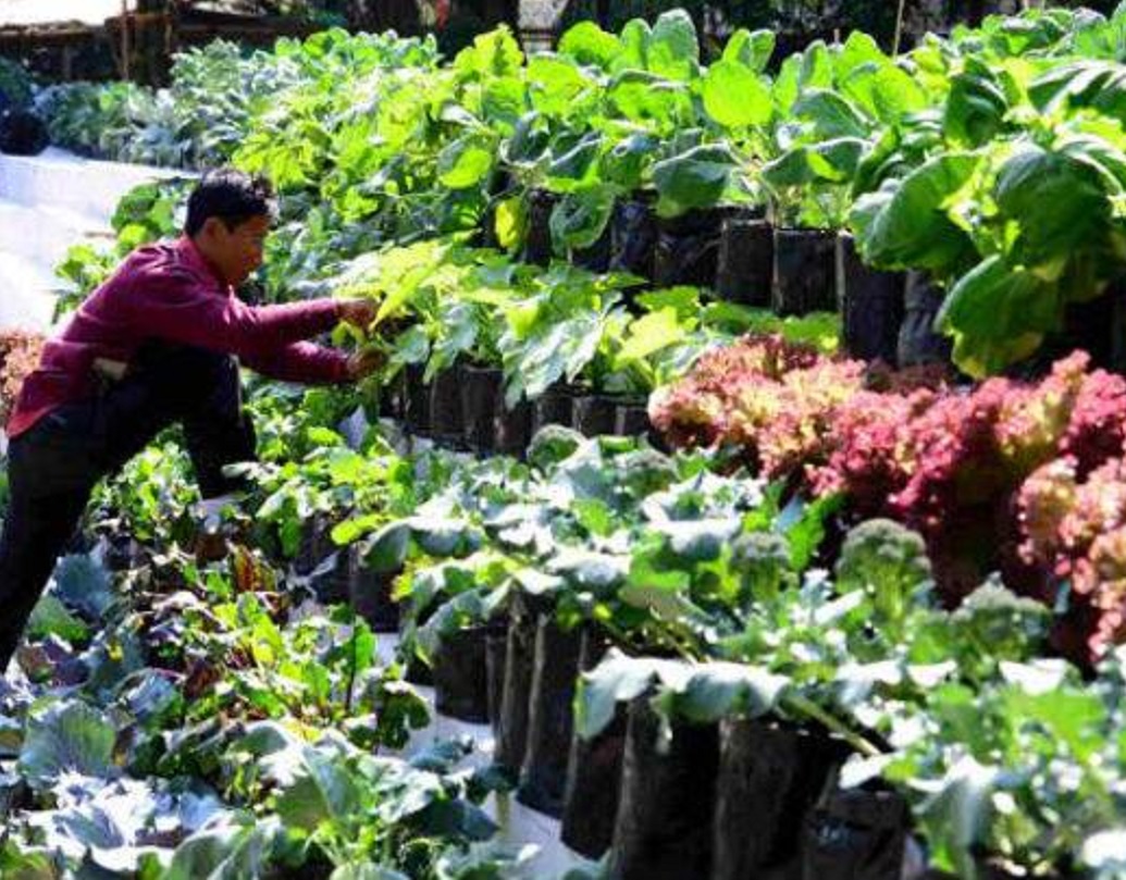 এরপরেই শুরু হয় জৈব চাষ। গোটা সিকিমেই ধীরে ধীরে জনপ্রিয়তা লাভ করতে থাকে তা। ফলনও আগের থেকে অনেক ভাল হতে শুরু করে। লাভের মুখ দেখতে শুরু করেন কৃষকরা।