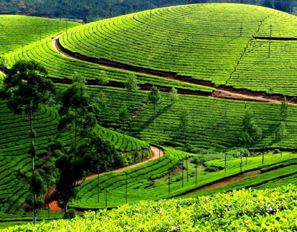 শুধু তাই নয়। ২০১৮ সালে কৃষিজৈবিক এবং স্বয়ংসম্পূর্ণ খাদ্য ব্যবস্থা গড়ে তোলার কারণে বিশ্বের সেরা প্রশাসনিক নীতি প্রকরণের স্বীকৃতি হিসেবে ২৫টি দেশের ৫১টি মনোনীত নীতির মধ্যে শ্রেষ্ঠ হিসেবে ফিউচার পলিসি অ্যাওয়ার্ড জিতেছে সিকিম।