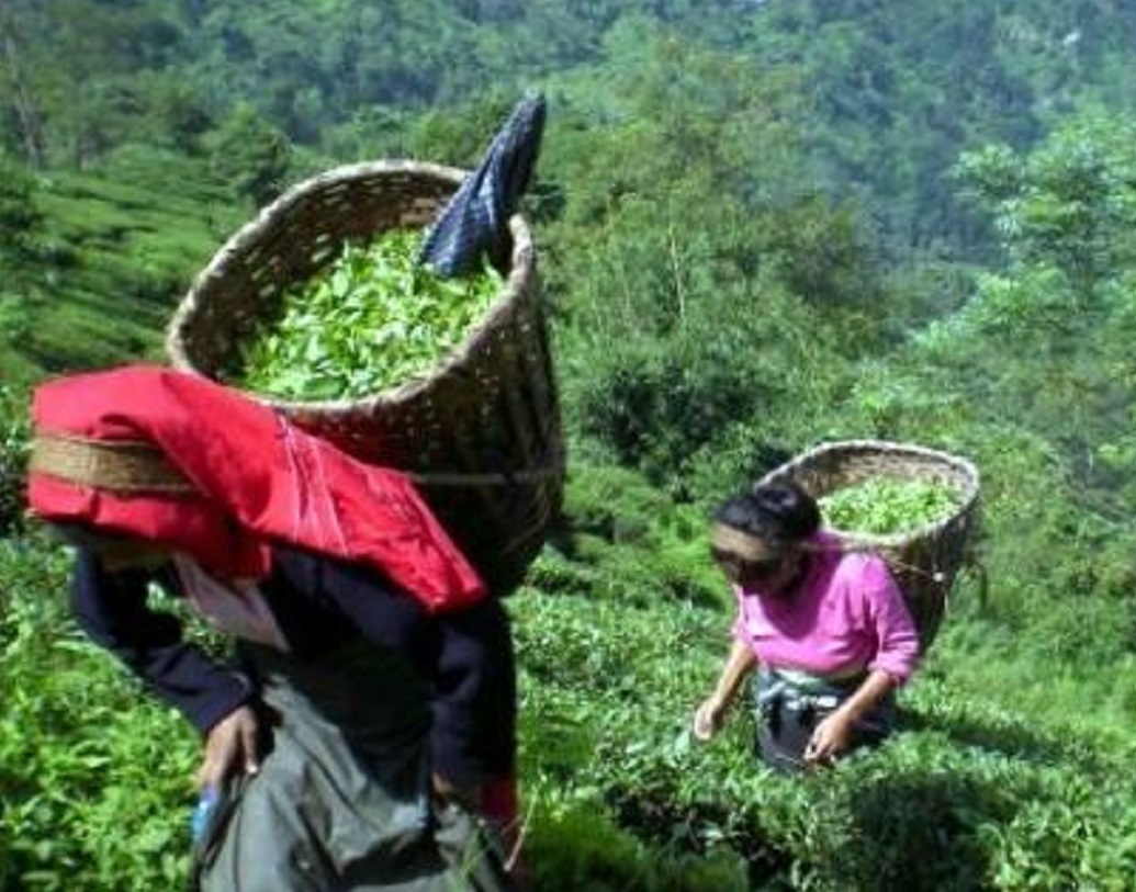 ২০১৮ সালে কৃষিজৈবিক এবং স্বয়ংসম্পূর্ণ খাদ্য ব্যবস্থা গড়ে তোলার কারণে বিশ্বের সেরা প্রশাসনিক নীতি প্রকরণের স্বীকৃতি হিসেবে ২৫টি দেশের ৫১টি মনোনীত নীতির মধ্যে শ্রেষ্ঠ হিসেবে ফিউচার পলিসি অ্যাওয়ার্ড জিতেছে সিকিম।