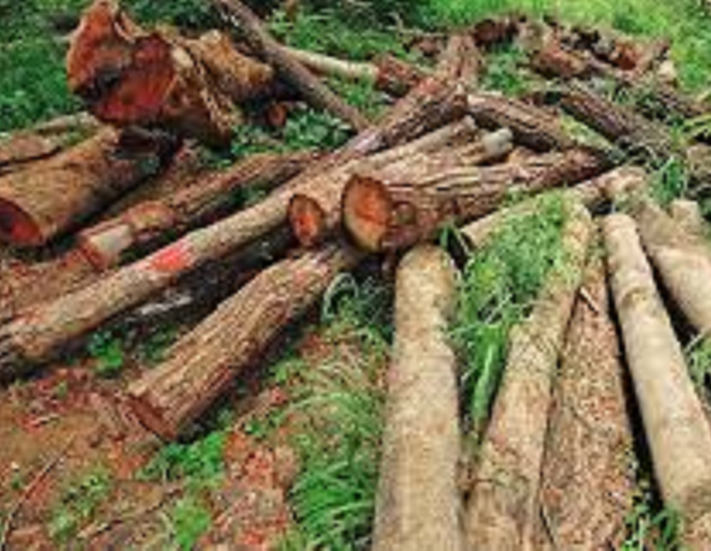 পরিস্থিতি মোকাবিলায় বারেবারে যে বিষয়টি বিভিন্ন মহল থেকে সামনে উঠে এসেছে তা হল, বিপুল পরিমাণে গাছ লাগানো। ভুমিক্ষয় রোধ করে, বৃষ্টিপাতে সাহায্য করে, ভূগর্ভস্থ জলের ঘাটতি সামাল দিতে পারে গাছই।