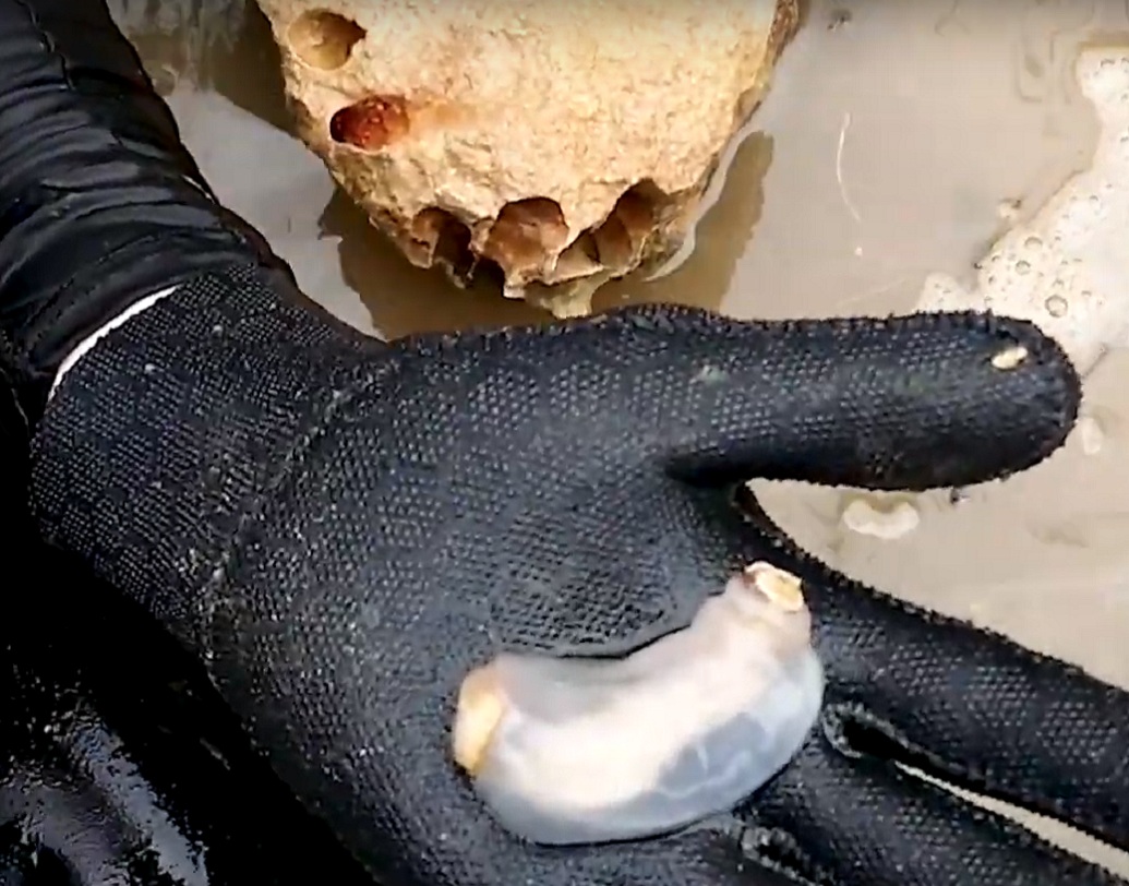 শিপ ওয়ার্ম জলে ডুবে থাকা বা বিচূর্ণ কাঠ খেয়ে তাদের ফুলকায় উপস্থিত সিম্বায়োটিক ব্যাকটিরিয়ার দ্বারা হজম করে নেয়। এই ব্যাকটিরিয়ায় এক উৎসেচকের খোঁজ মিলেছে যা নতুন ওষুধ আবিষ্কারে সাহায্য করবে বলে মনে করা হচ্ছে।