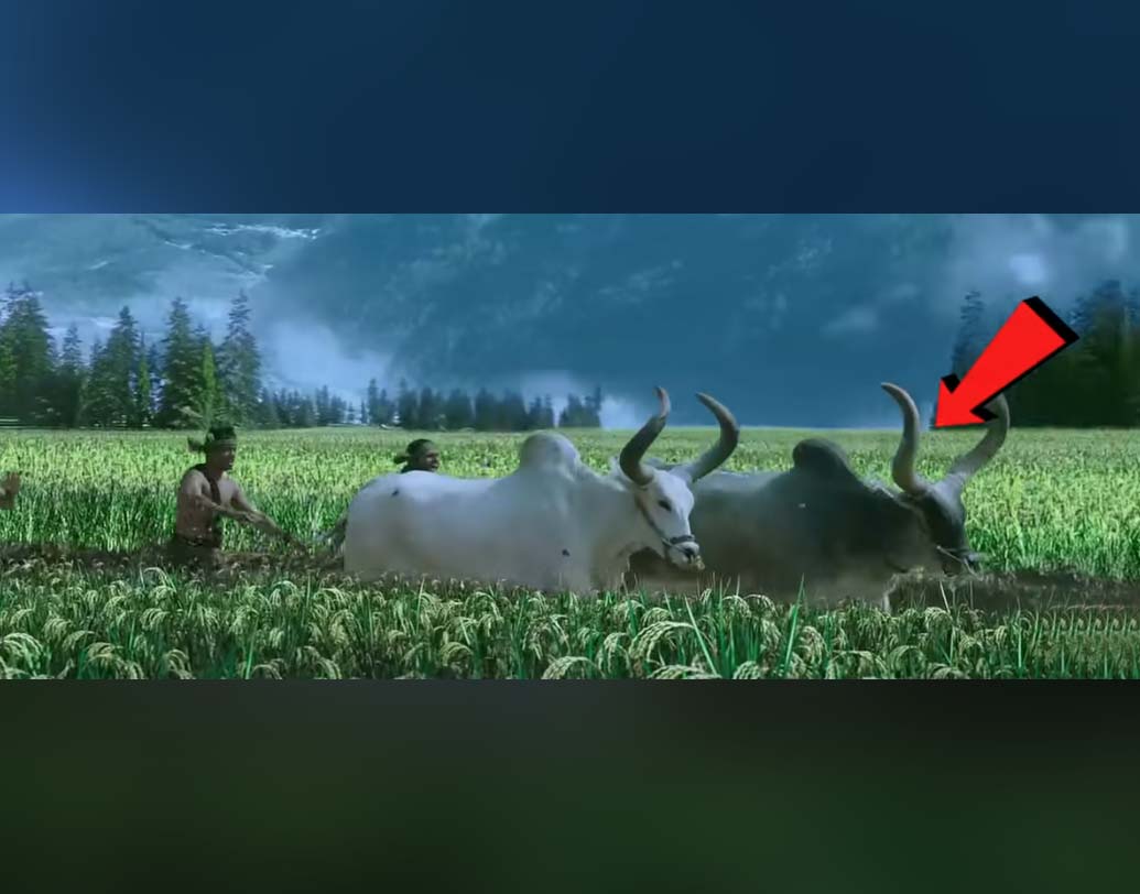 ষাঁড়দের দৌড়ে যাওয়ার দৃশ্যে লং শটে দেখা যাচ্ছে সব ক’টা ষাঁড় দুধসাদা। এ দিকে পরের দৃশ্যে ক্যামেরা জুম করলে দেখা যাচ্ছে তার মধ্যে একটি ষাঁড় কালচে হয়ে গিয়েছে।