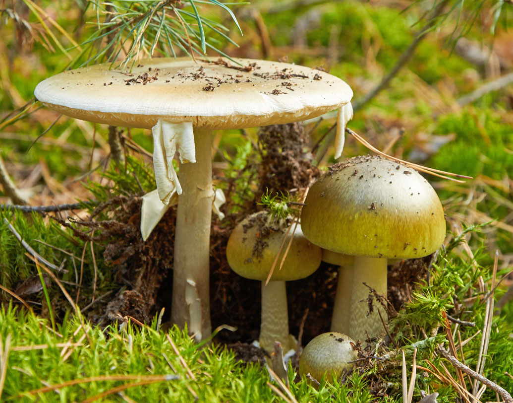 রোজকার খাবারে মাশরুম না হলে চলে না? তা খান! তবে ডেথ ট্যাপ-এর মতো ওয়াইল্ড মাশরুম খেতে যাবেন না যেন। বনেবাদাড়ে এটি মেলে। না জেনেবুঝে ওই মাশরুম খেলে পেটব্যথা, বমি হওয়ার মতো উপসর্গ দেখা দিতে পারে। এমনকি হার্ট, লিভার বা কিডনি বিকল হতে পারে।