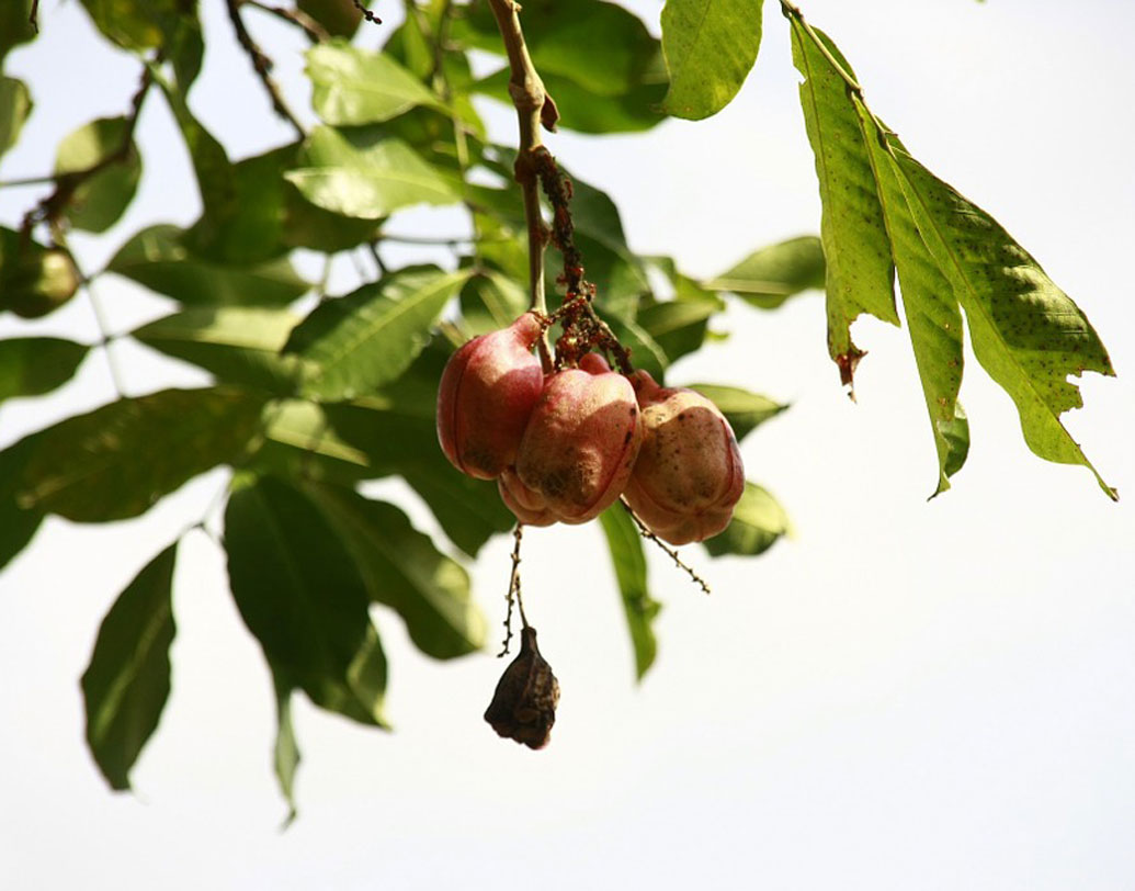 জামাইকার জাতীয় ফল আকি খেতে হলে একটু সাবধান। আকিতে রয়েছে হাইপোগ্লাইসিন নামের বিষ। বিশ্বের অন্যতম বিষাক্ত ফল এটি। কারণ, পুরোপুরি পাকার আগে ওই ফল খেলে মৃত্যু পর্যন্ত হতে পারে বা কোমায় চলে যেতে পারেন। একমাত্র পাকা আকির বীজের চারপাশের হলদেটে অংশটাই খাওয়া যেতে পারে।