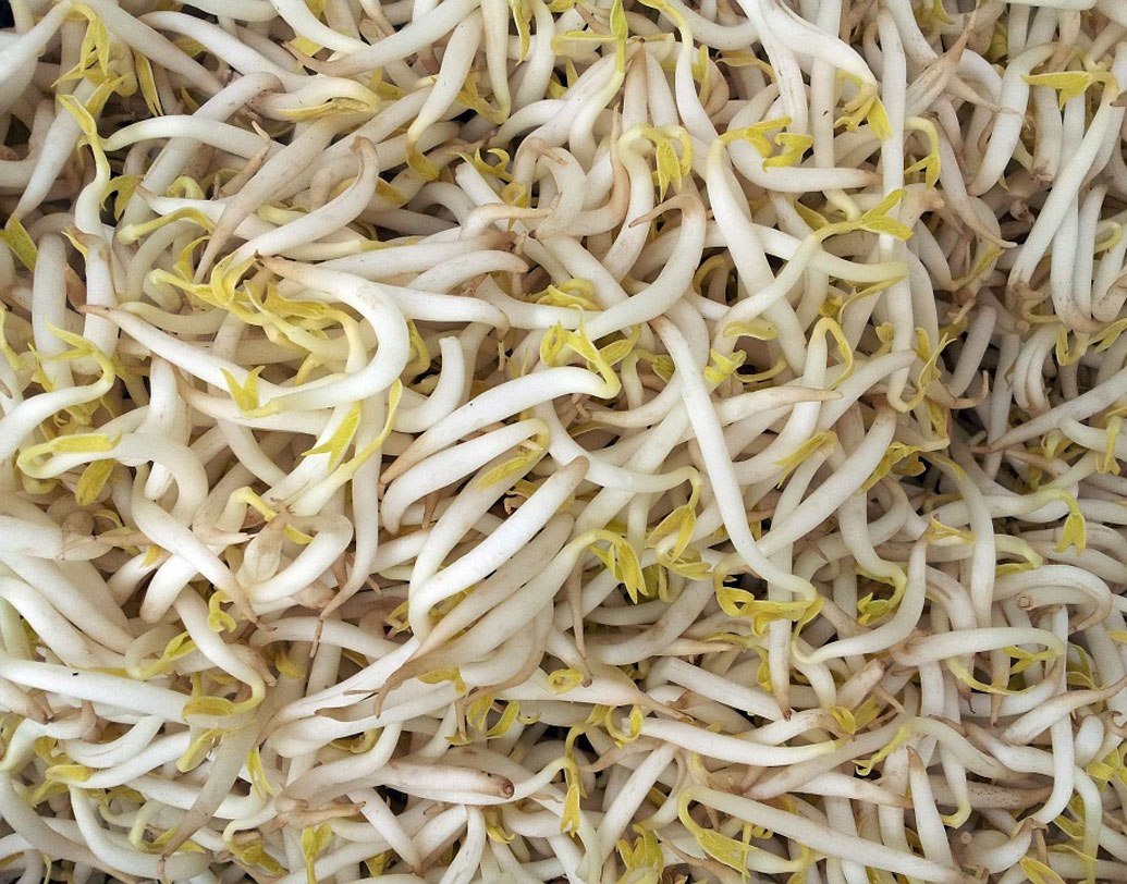 ইকোলি, সালমনেল্লা বা লিস্টেরিয়া ব্যাকটেরিয়া সহজেই বাসা বাঁধে বিন স্প্রাউটে। সাধারণত উষ্ণ এবং আর্দ্র পরিবেশে জন্মানো বিন স্প্রাউটেই ওই ব্যাকটেরিয়ার বংশবৃদ্ধি হয়। ২০১১-তে ইউরোপে ইকোলির ব্যাকটেরিয়ার প্রকোপেই মৃত্যু হয়েছিল ২২ জনের। অনেকের মতে, জার্মানিতে চাষ করা বিন স্প্রাউট থেকে ছড়িয়েছিল ইকোলি।