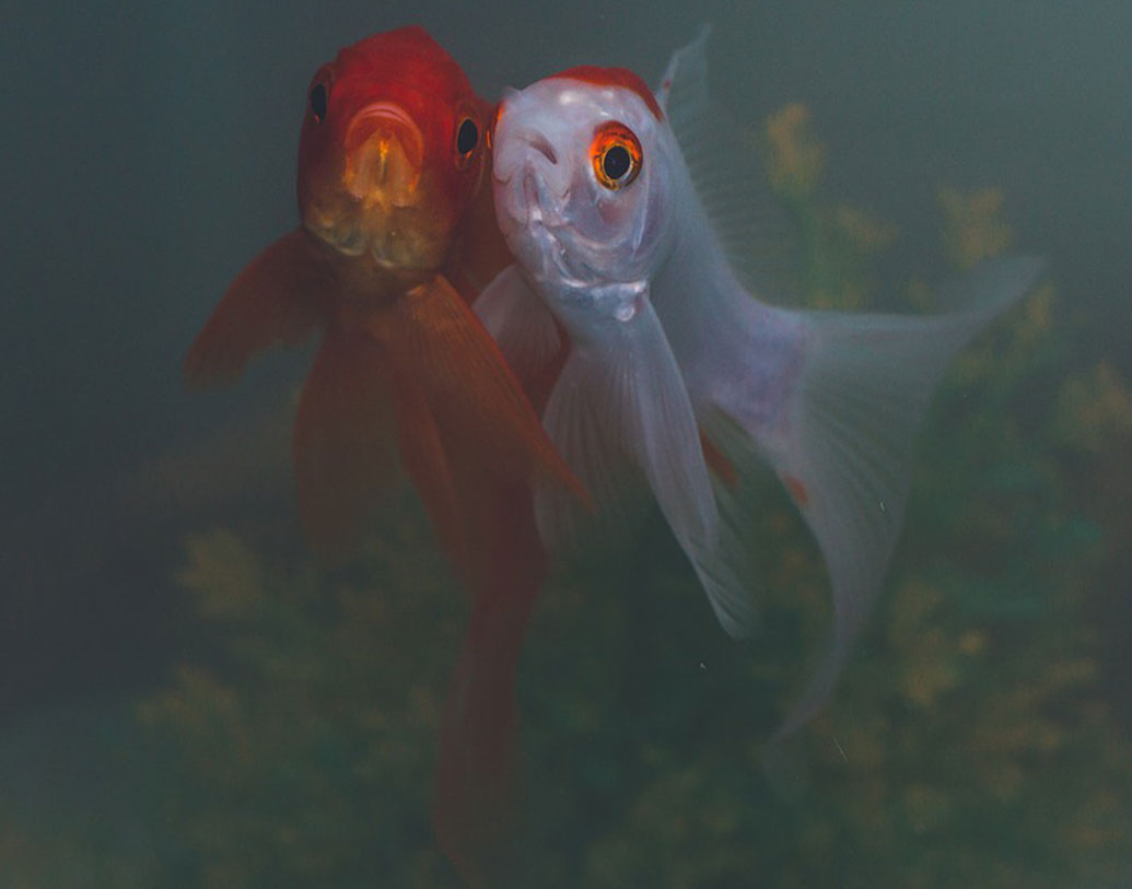 ব্যবসায়িক কারণ বাদ দিলেও বাড়ির শোভা বাড়াতে বা স্রেফ রিল্যাক্স করতেও এই জলাশয়ের জুড়ি নেই। অমরজ্যোতি বলেন, “গোটা ছাদের মধ্যে হাজার বর্গফুট জায়গা জুড়ে আমার জলাশয়। ১৪ ফুট বিস্তৃত, ২৮ ফুট দৈর্ঘ্য ও ৪ ফুট গভীর। এখন গোল্ডেন কার্প মাছ চাষ শুরু করছি। তা ছাড়া, এর পাশে ছাতার নীচে বসে পানীয়তে চুমুক দিতে দিতে রিল্যাক্সও করা যায়।”