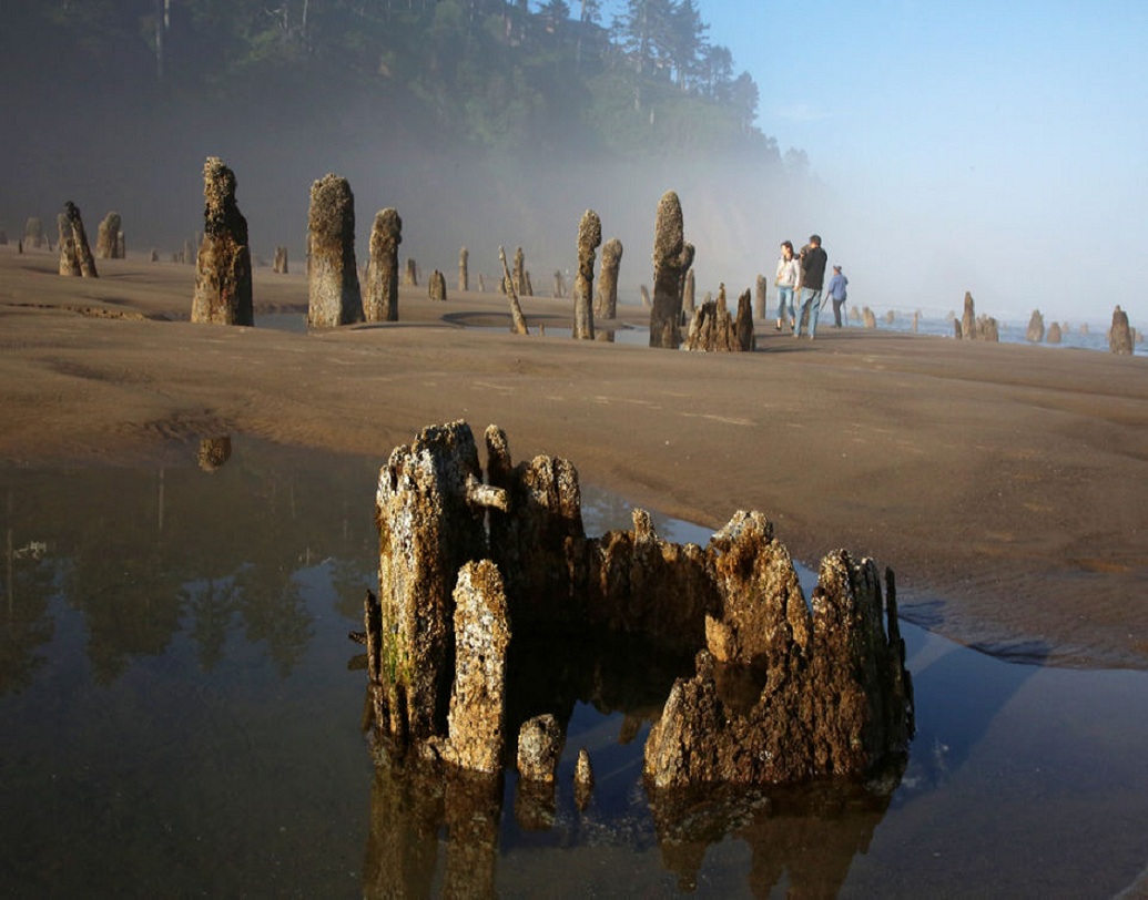 জলবায়ুর গতিবিধি অনবরত পরিবর্তনের জন্য বাস্তুতন্ত্রের ভারসাম্য নষ্ট হচ্ছে। ফলে বিভিন্ন উপকূলে তৈরি হচ্ছে মৃতপ্রায় উদ্ভিদ, যাদের বলা হচ্ছে 'ডেড ট্রি'। আর এর থেকেই তৈরি হচ্ছে 'ঘোস্ট ফরেস্ট'।