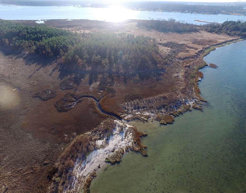 আটলান্টিক উপকূলে সমুদ্রের জলস্তর বৃদ্ধি পাওয়ায় এখানকার মাটি অনুর্বর প্রকৃতির। তাই নতুন ভাবে কোনও উদ্ভিদ জন্মানো সম্ভব হচ্ছে না। অন্যান্য যে সব গাছ রয়েছে তারাও আস্তে আস্তে শেষ হয়ে যাচ্ছে।